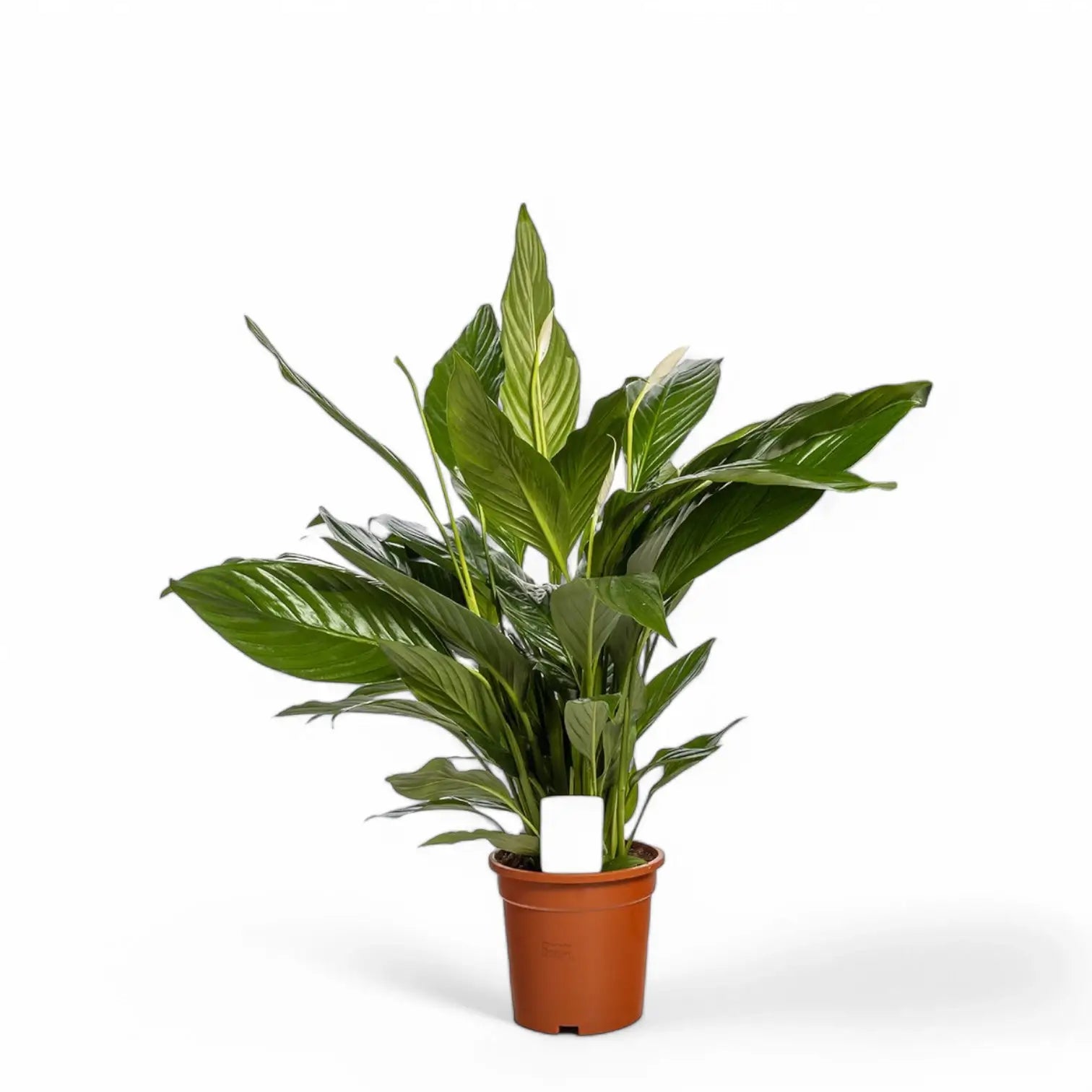 Spathiphyllum 'Bingo Cupido' ('Spapril') potted houseplant in nursery pot on white background, product photo 3.