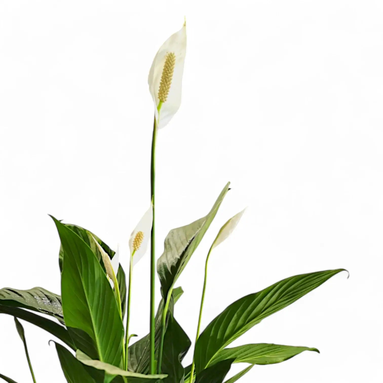 Spathiphyllum 'Maximo Cupido' leaf close-up on white background.