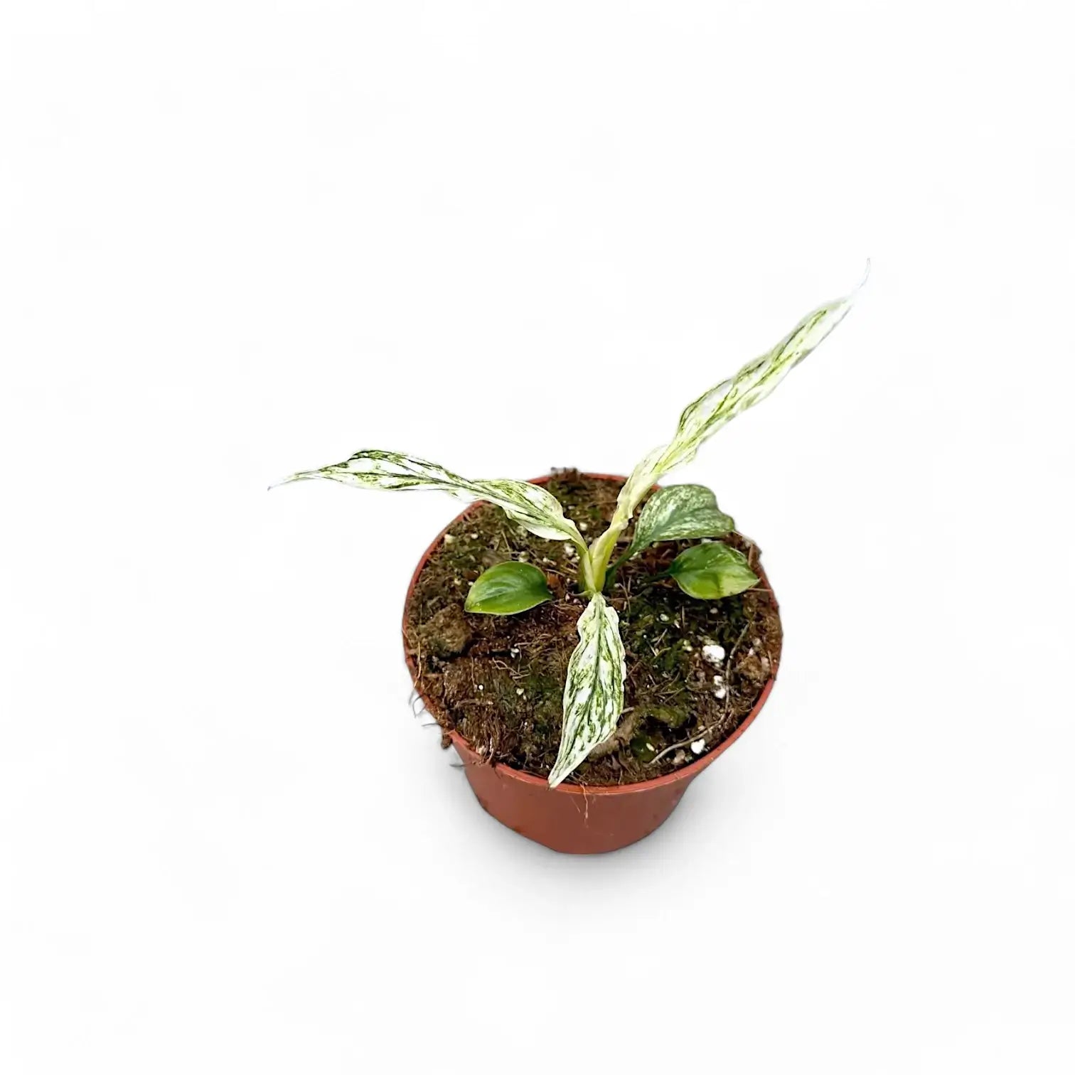 Spathiphyllum wallisii 'Sensation' variegata potted houseplant in nursery pot on white background, product photo 2.