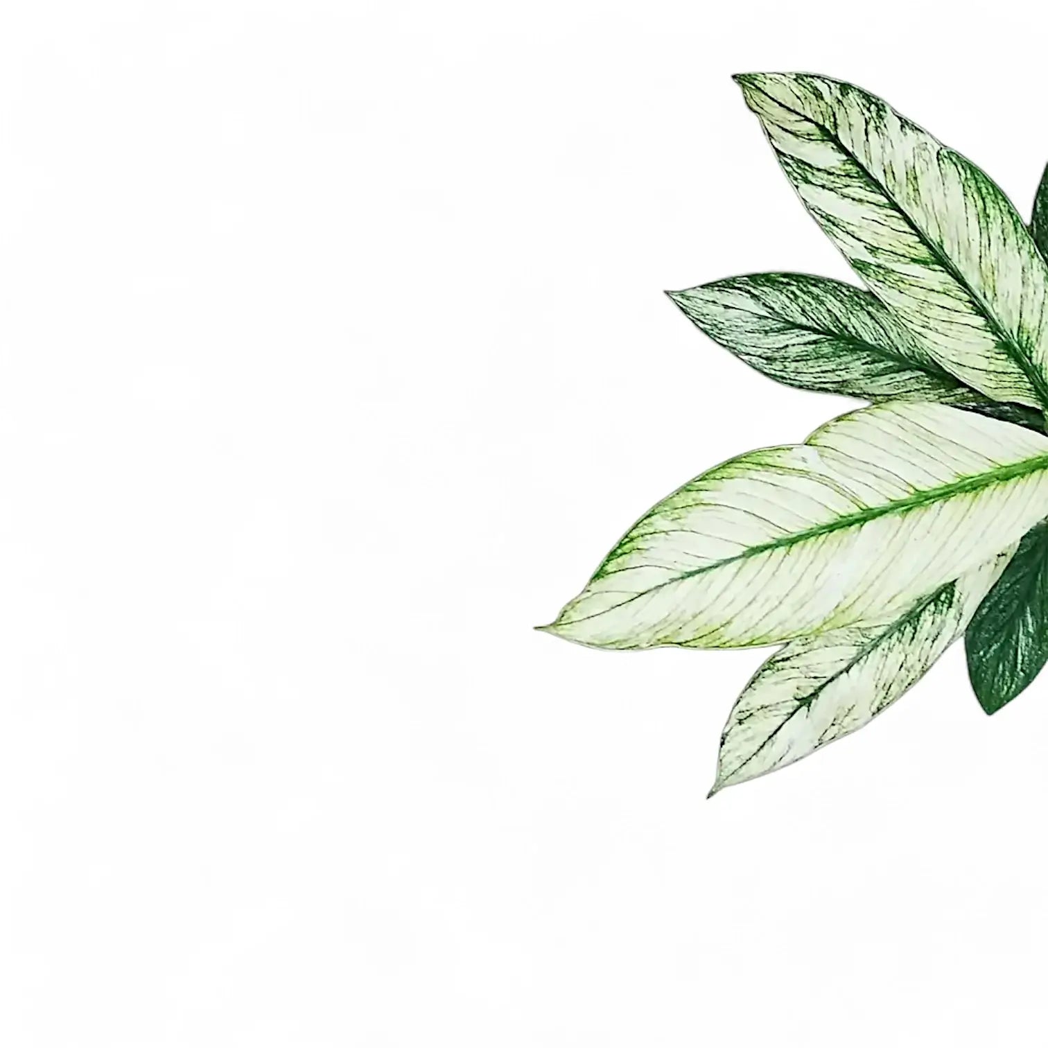 Spathiphyllum wallisii 'Sensation' variegata potted houseplant in nursery pot on white background, product photo 5.