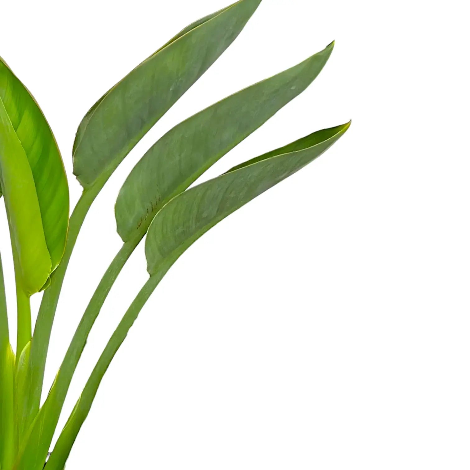 Strelitzia reginae leaf close-up on white background.