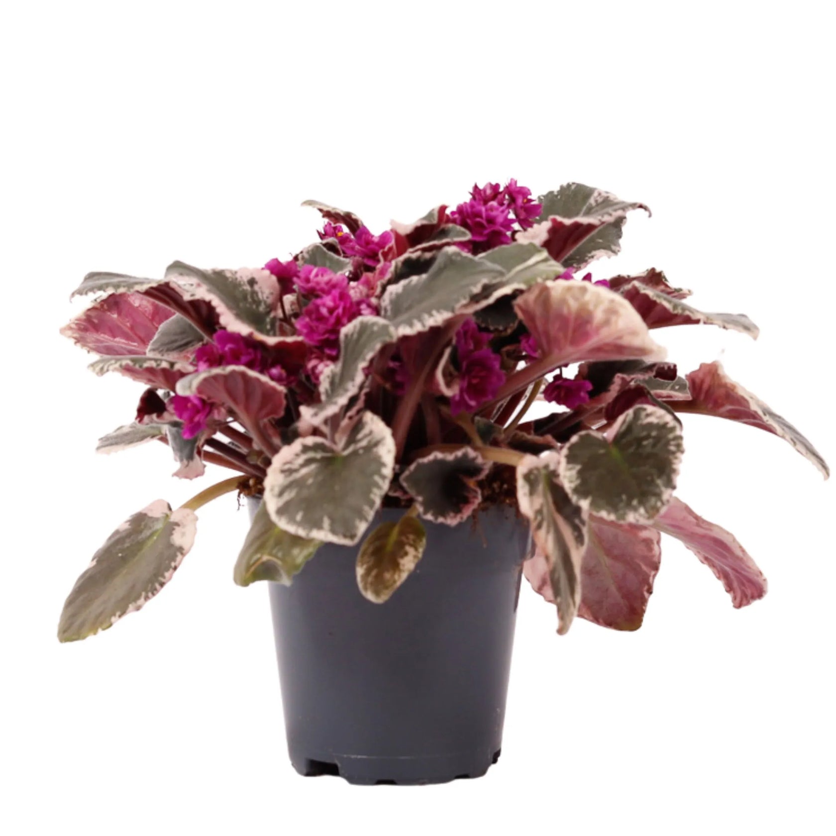 Streptocarpus sect. Saintpaulia 'Hovariagata'