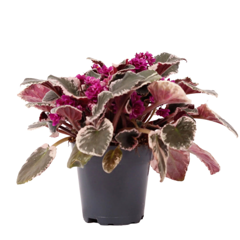 Streptocarpus sect. Saintpaulia 'Hovariagata'