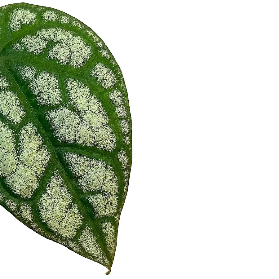 Piper sylvaticum Hauptproduktfoto vor weiĂźem Hintergrund.