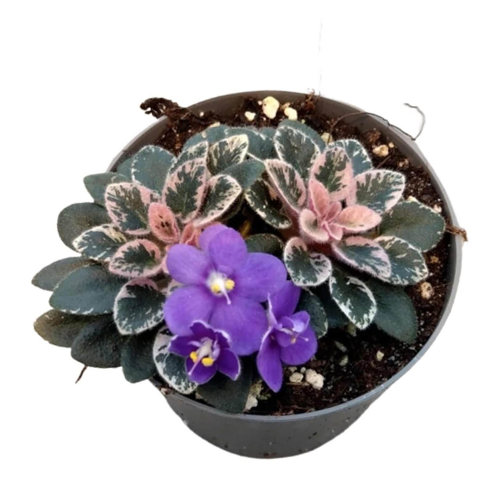 Streptocarpus sect. Saintpaulia 'Little Love Blue' on white background, product photo 2.