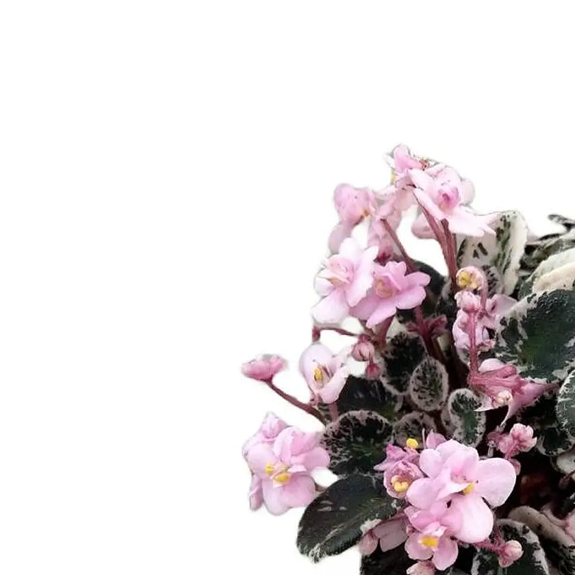 Streptocarpus sect. Saintpaulia 'Little Love Pink' Hauptproduktfoto vor weiĂźem Hintergrund.