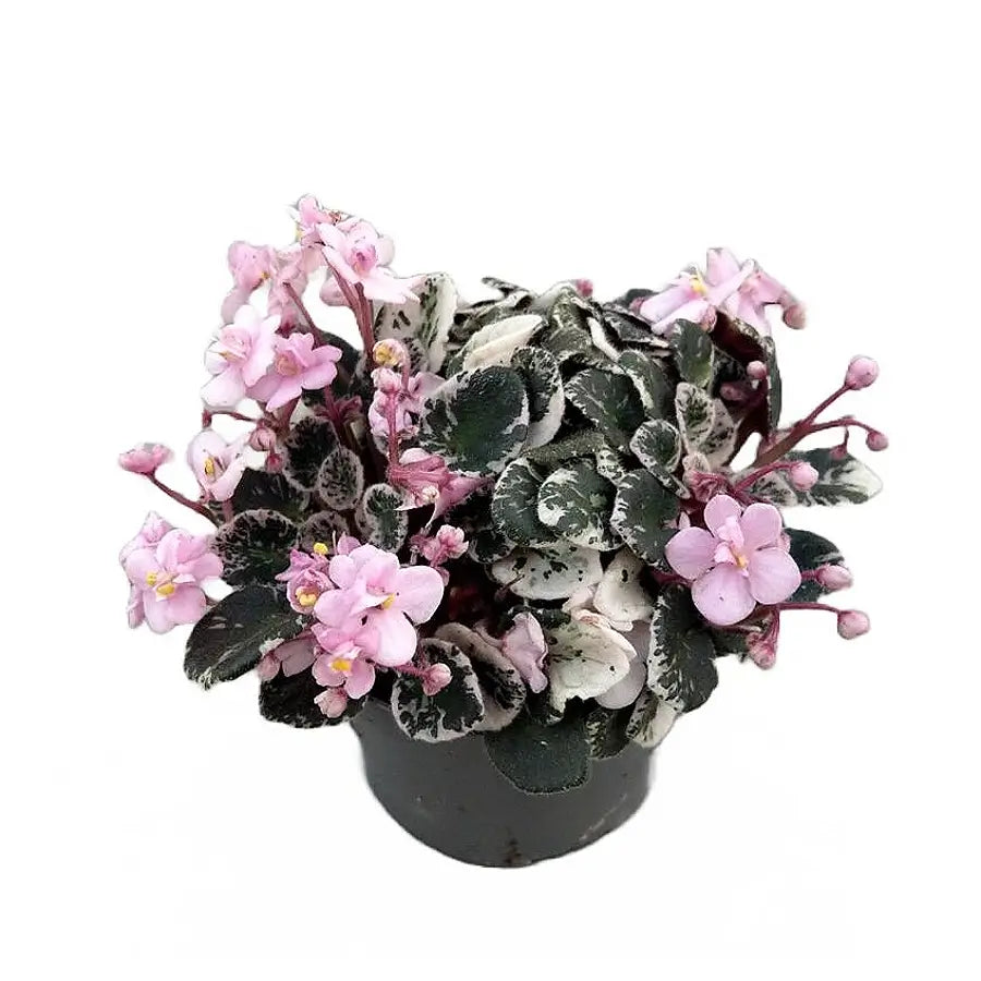 Streptocarpus sect. Saintpaulia 'Little Love Pink' on white background, product photo 2.