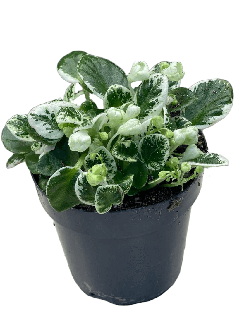 Streptocarpus sect. Saintpaulia 'Snowdrop' on white background, product photo 2.