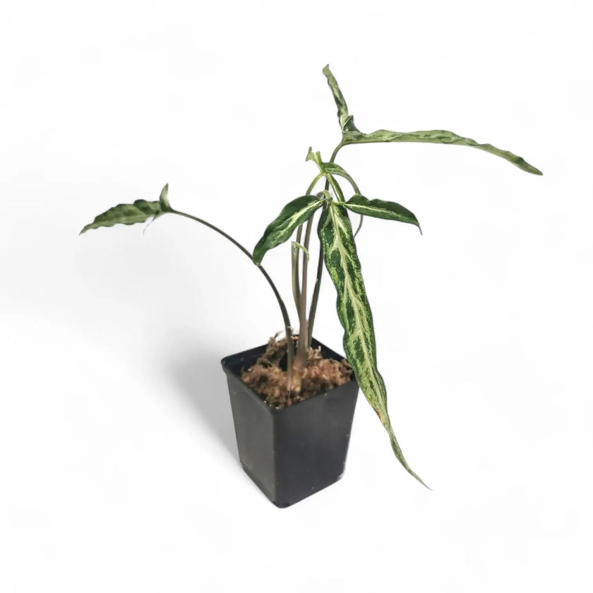 Syngonium angustatum 'Ribbon' Zimmerpflanze im Anzuchttopf vor weißem Hintergrund, Produktfoto 2.