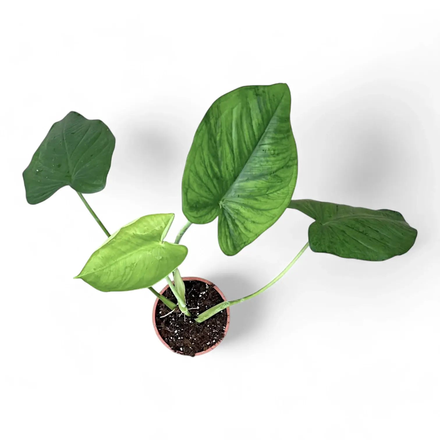 Syngonium chiapense potted houseplant in nursery pot on white background, product photo 3.