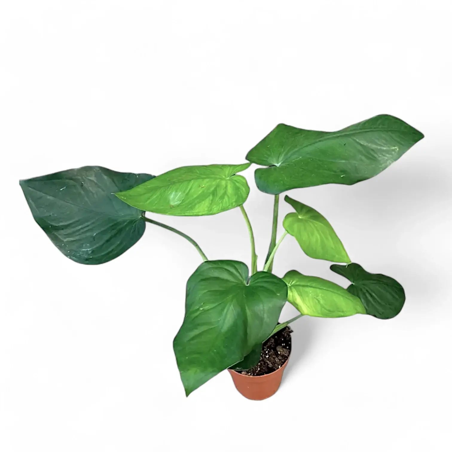 Syngonium chiapense potted houseplant in nursery pot on white background, product photo 5.