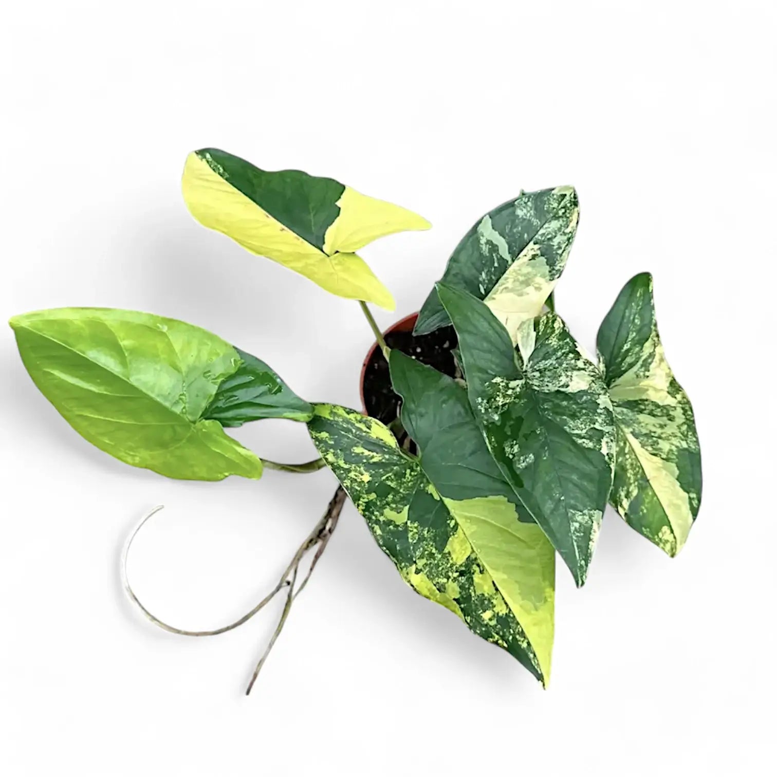 Syngonium podophyllum 'Aureum' Zimmerpflanze im Anzuchttopf vor weißem Hintergrund, Produktfoto 4.