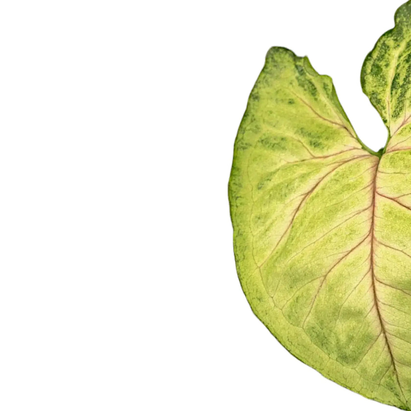 Syngonium podophyllum 'Bob Allusion' leaf close-up on white background.