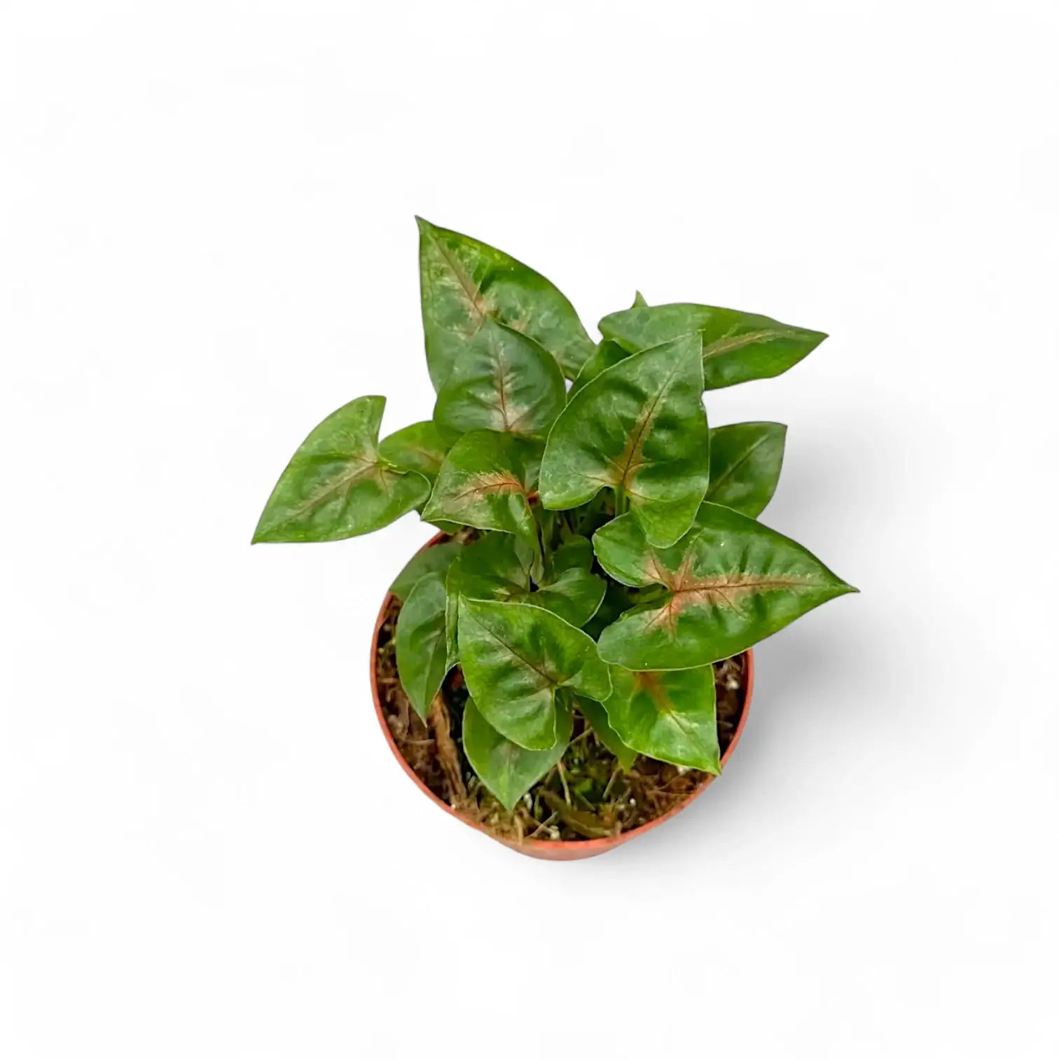 Syngonium podophyllum 'Christmas' Zimmerpflanze im Anzuchttopf vor weiĂźem Hintergrund, Produktfoto 2.