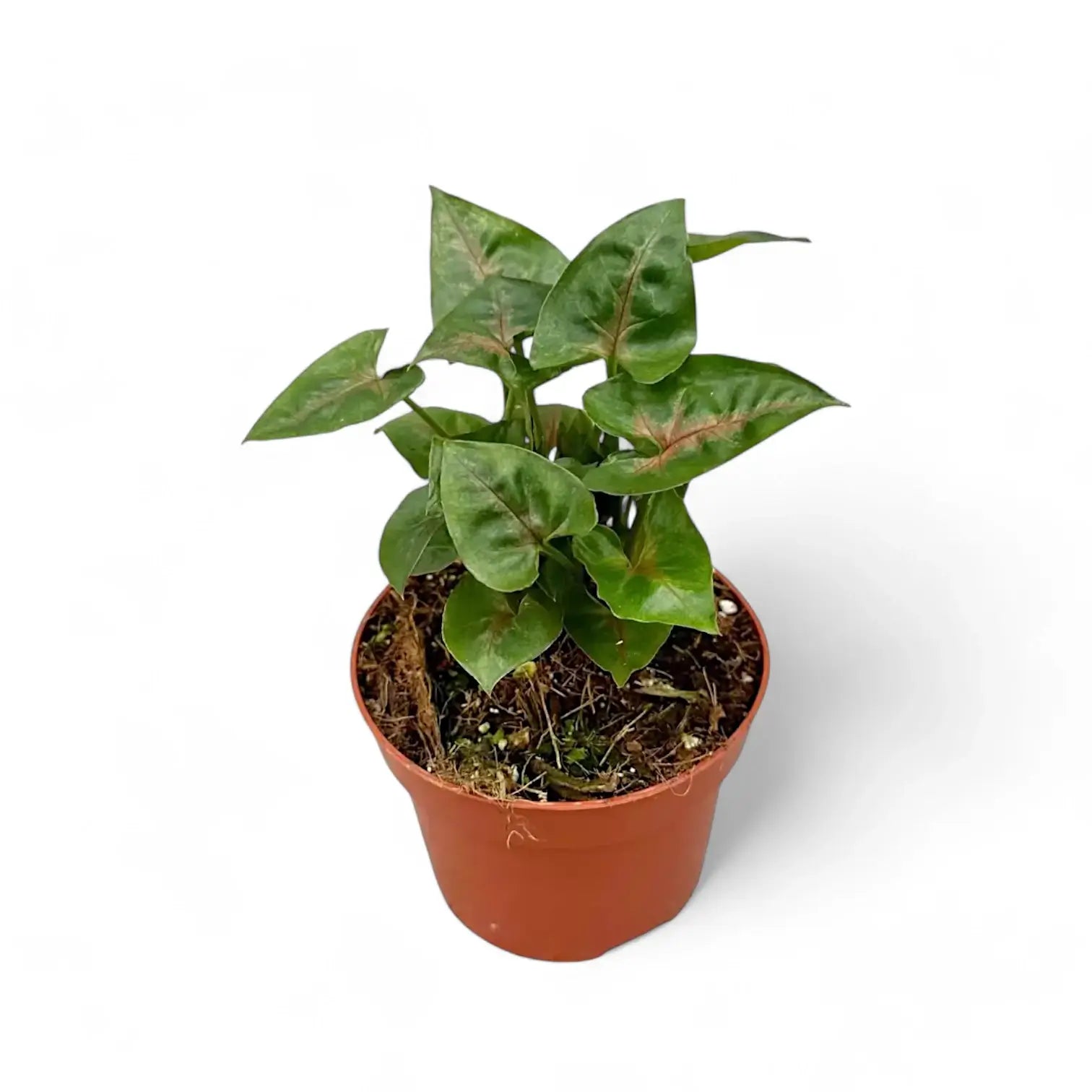 Syngonium podophyllum 'Christmas' Zimmerpflanze im Anzuchttopf vor weiĂźem Hintergrund, Produktfoto 3.