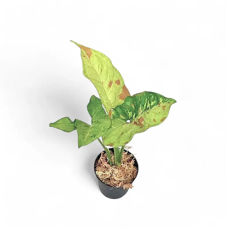 Syngonium podophyllum 'Confetti Tricolor' Zimmerpflanze im Anzuchttopf vor weiĂźem Hintergrund, Produktfoto 2.