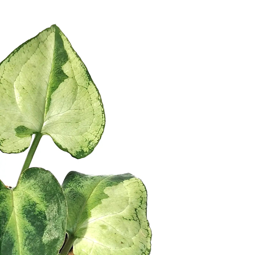 Syngonium podophyllum 'Eclipse' – Blattdetail vor weißem Hintergrund..