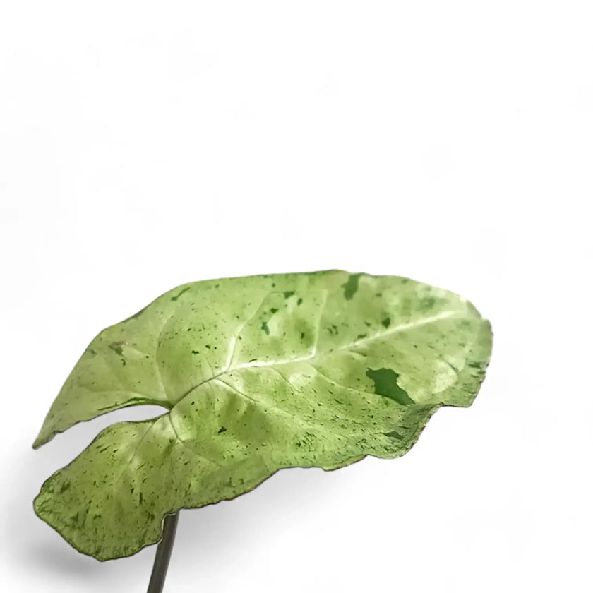 Syngonium podophyllum 'Freckles' Zimmerpflanze im Anzuchttopf vor weißem Hintergrund, Produktfoto 2.