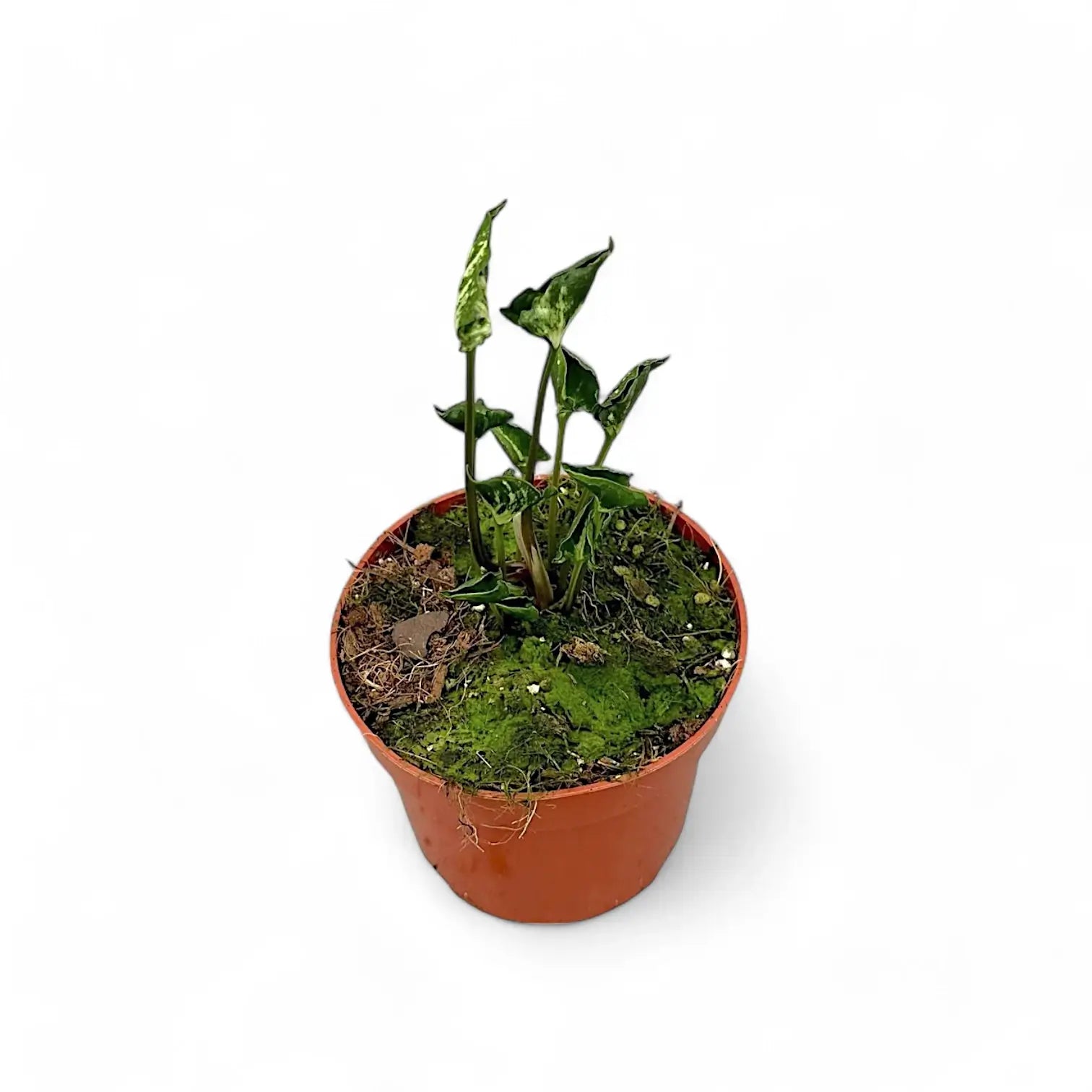 Syngonium podophyllum 'Godzilla' Zimmerpflanze im Anzuchttopf vor weiĂźem Hintergrund, Produktfoto 2.