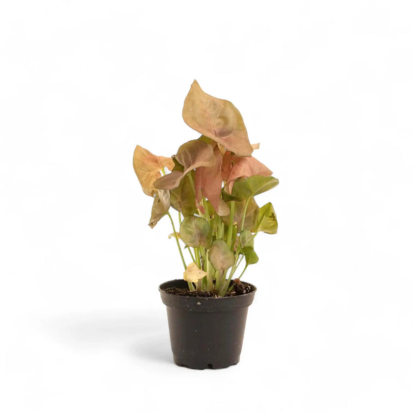 Syngonium podophyllum âNeon Robustaâ