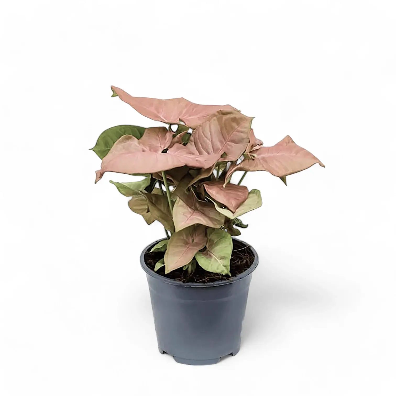 Syngonium podophyllum âNeon Robustaâ