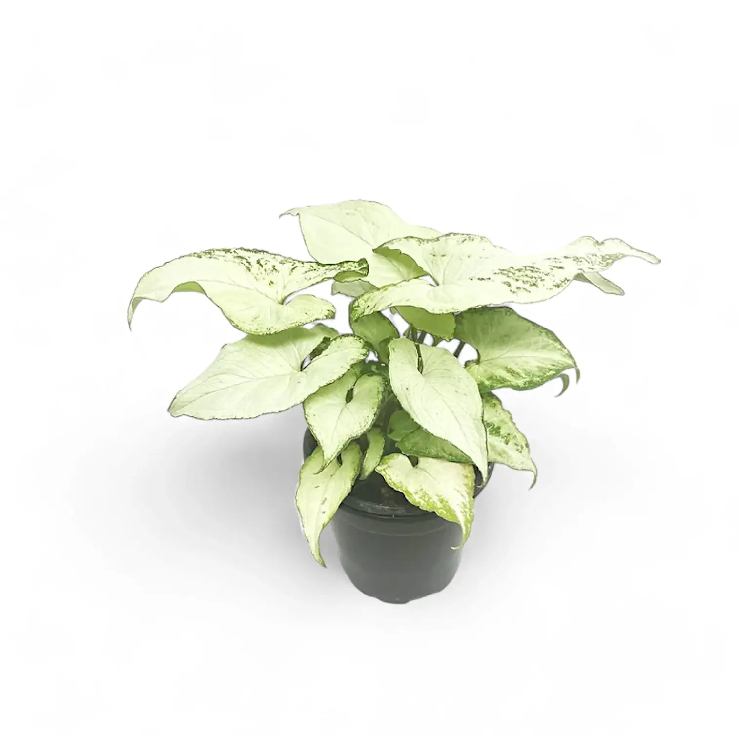 Syngonium podophyllum 'Nguengi Laima' aka (Ngern Lai Ma, Silver Holly) potted houseplant in nursery pot on white background, product photo 4.