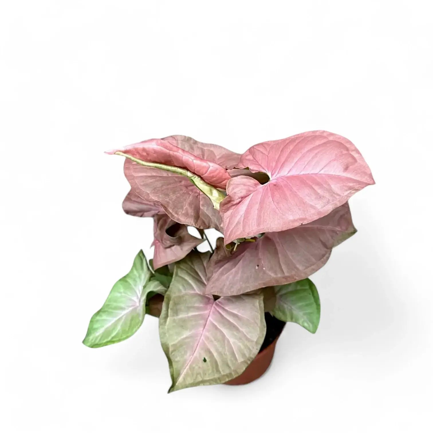Syngonium podophyllum 'Pink Delight' Zimmerpflanze im Anzuchttopf vor weißem Hintergrund, Produktfoto 2.