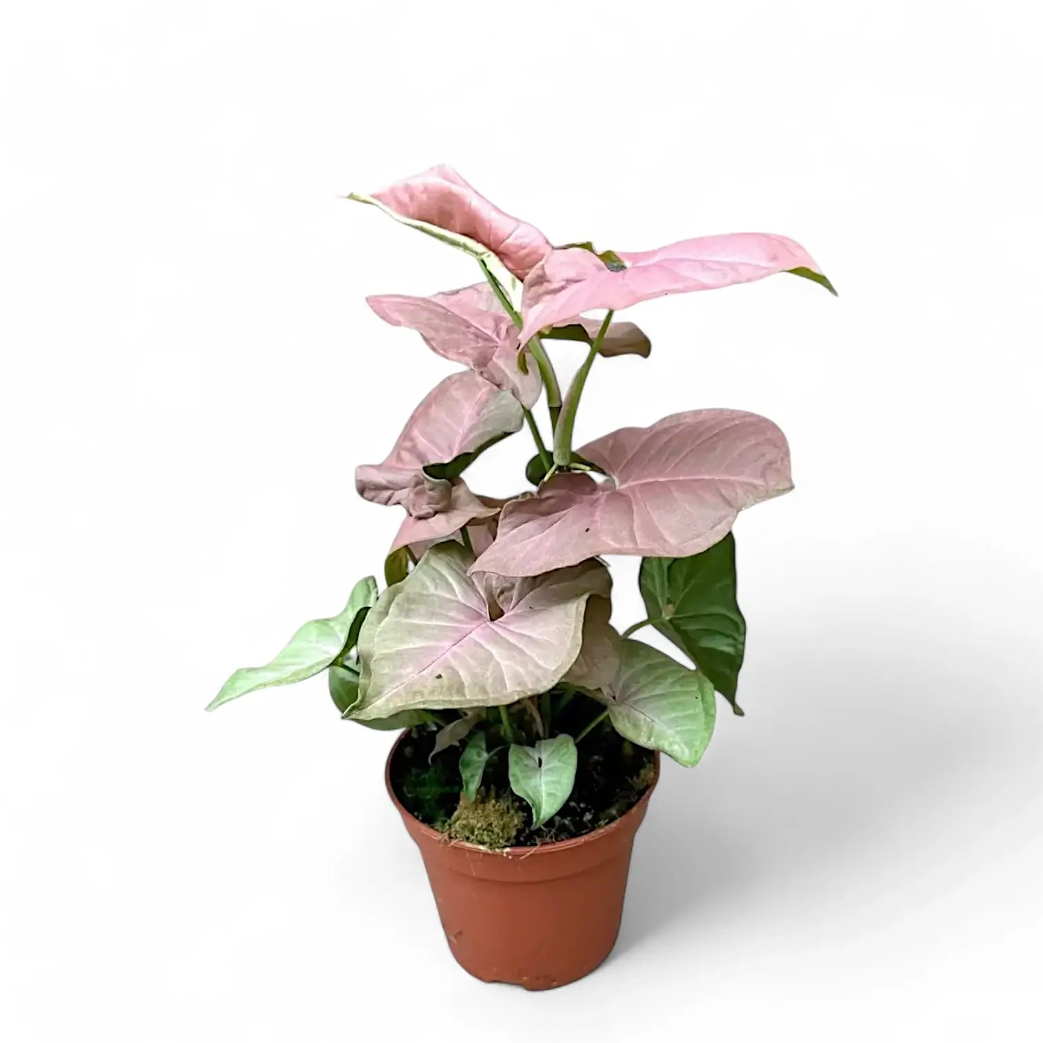 Syngonium podophyllum 'Pink Delight' Zimmerpflanze im Anzuchttopf vor weißem Hintergrund, Produktfoto 3.