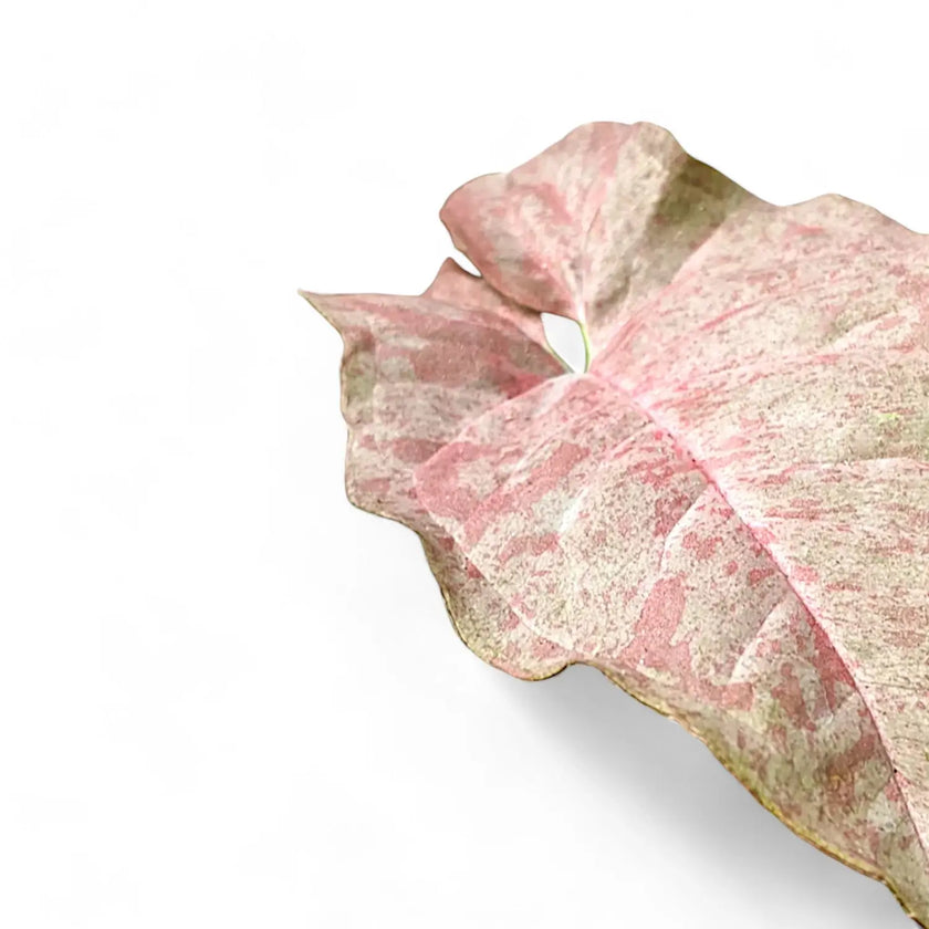 Syngonium podophyllum 'Pink spot' – Blattdetail vor weißem Hintergrund..