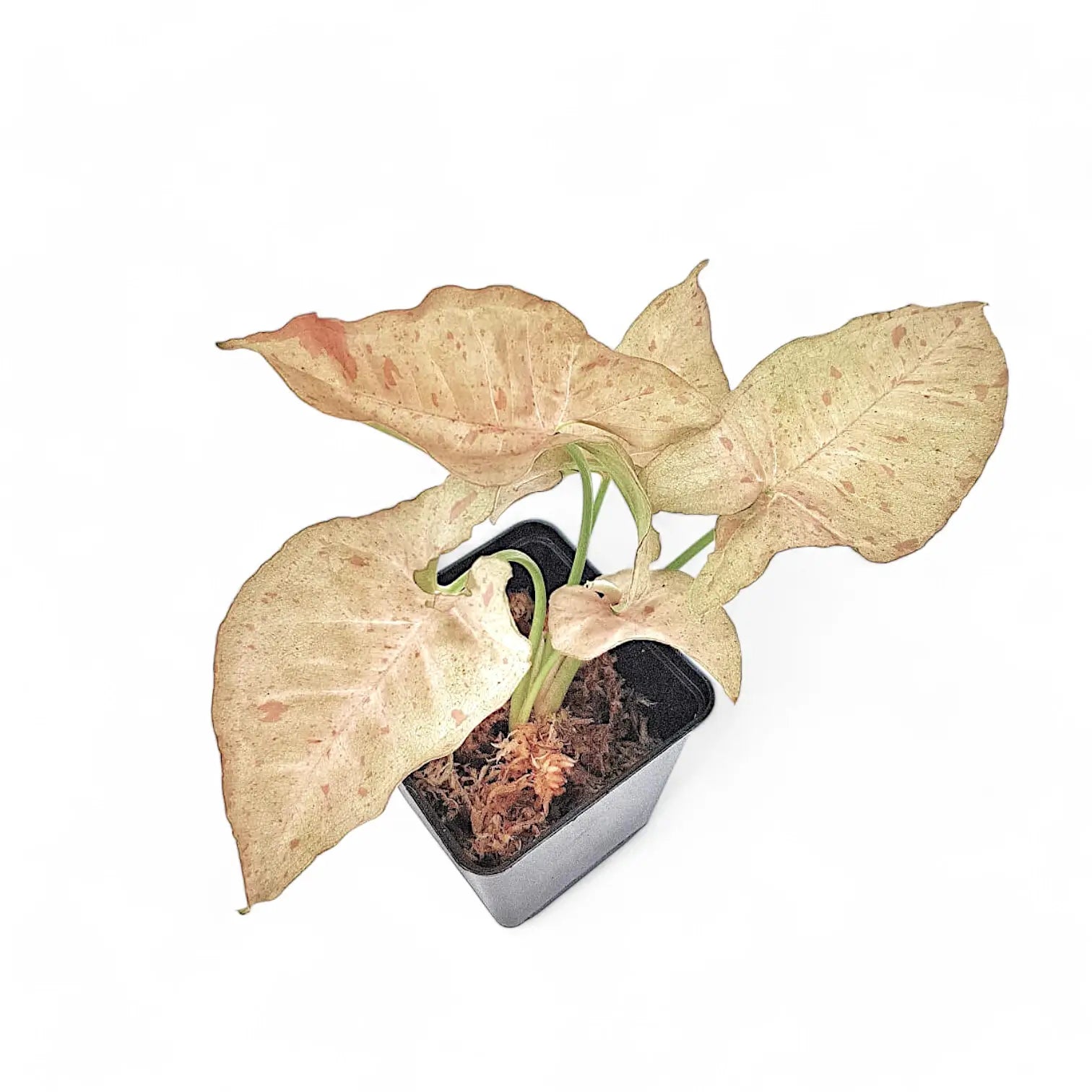 Syngonium podophyllum 'Pink spot' Zimmerpflanze im Anzuchttopf vor weiĂźem Hintergrund, Produktfoto 2.