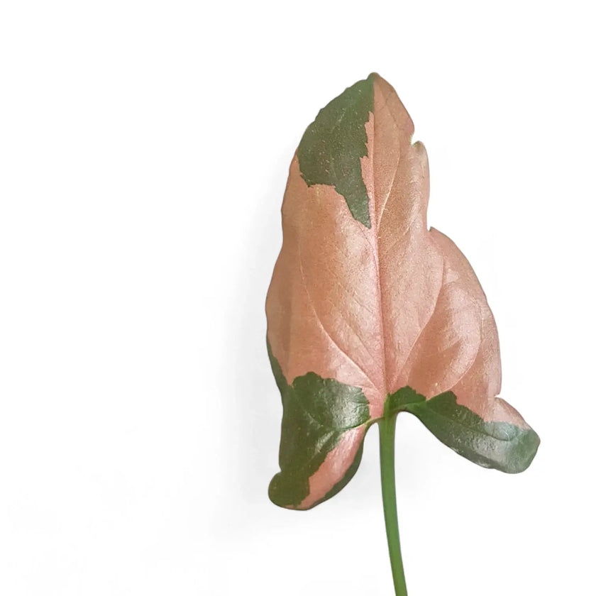 Syngonium podophyllum 'Red Spot' ('Pink splash') leaf close-up on white background.