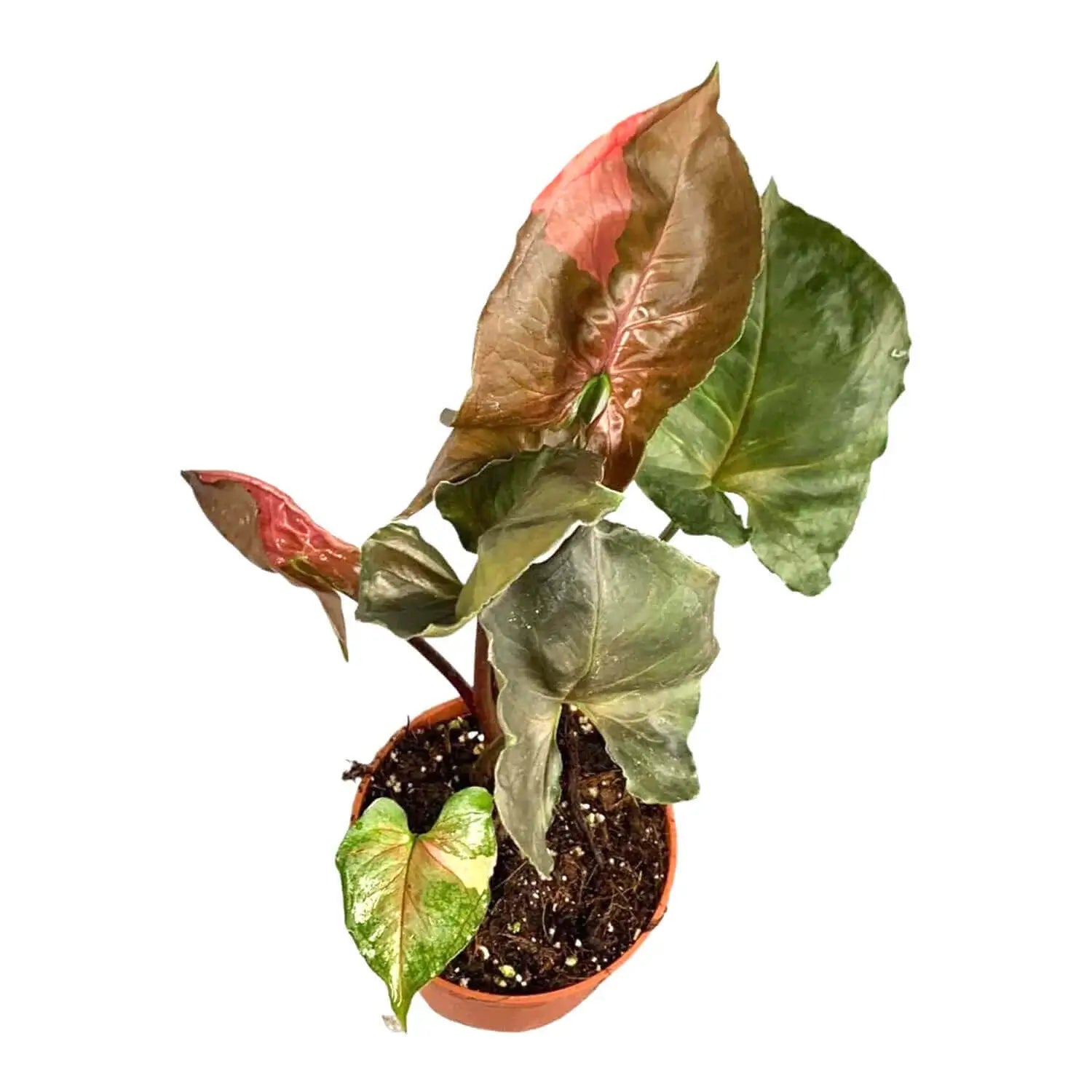 Syngonium podophyllum 'Strawberry Ice' Zimmerpflanze im Anzuchttopf vor weiĂźem Hintergrund, Produktfoto 2.