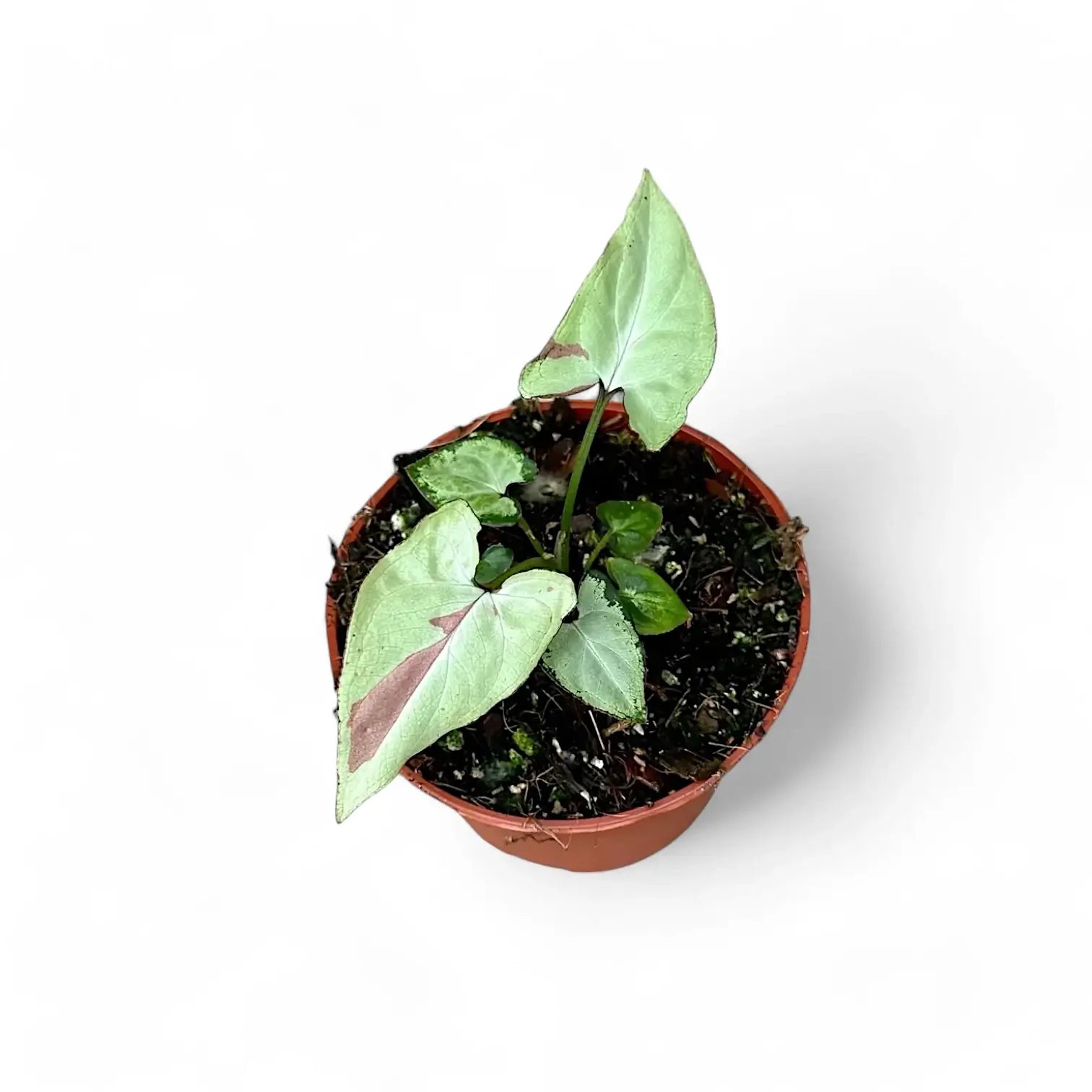 Syngonium podophyllum 'Strawberry milk' Zimmerpflanze im Anzuchttopf vor weiĂźem Hintergrund, Produktfoto 2.