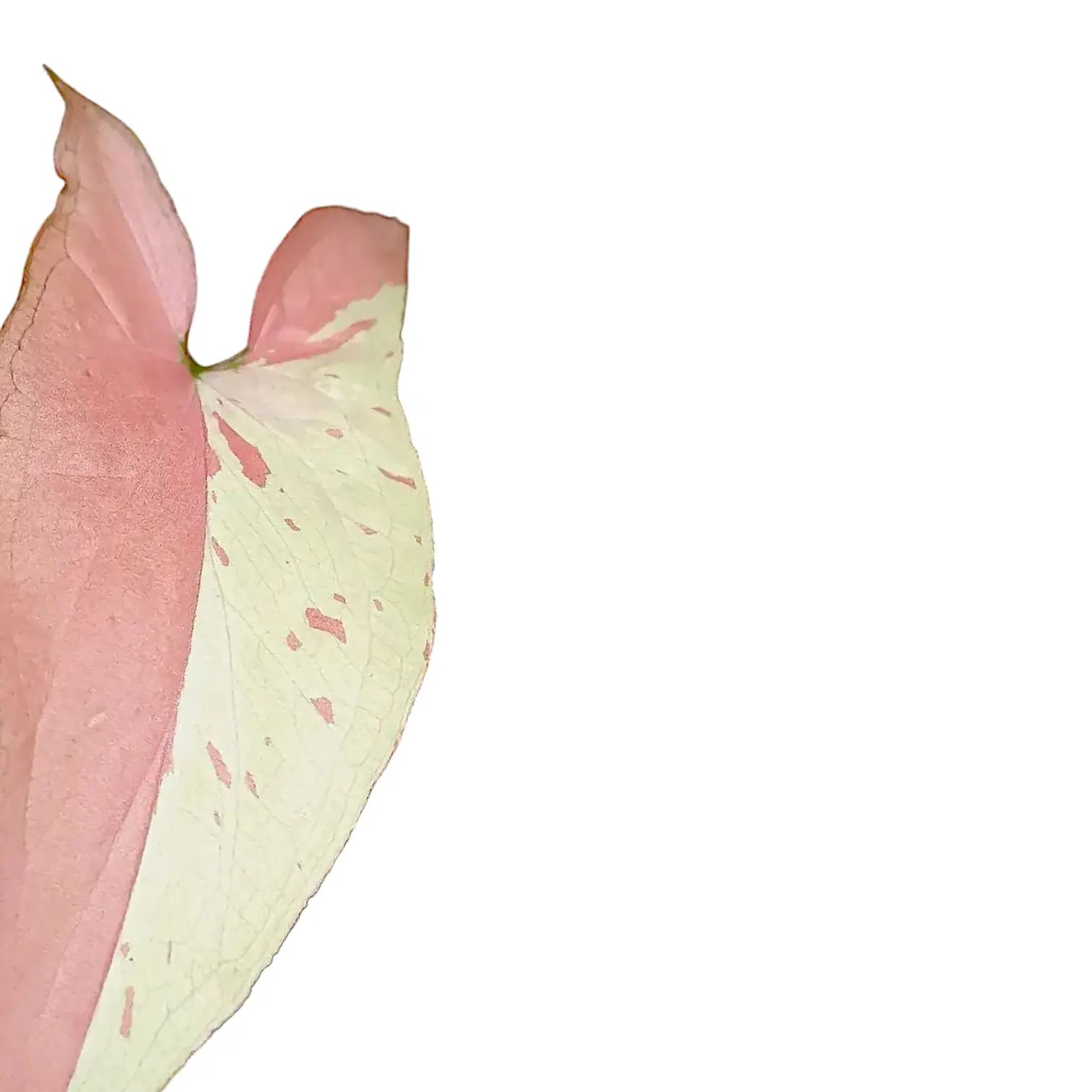 Syngonium podophyllum 'Strawberry milk' Zimmerpflanze im Anzuchttopf vor weiĂźem Hintergrund, Produktfoto 4.