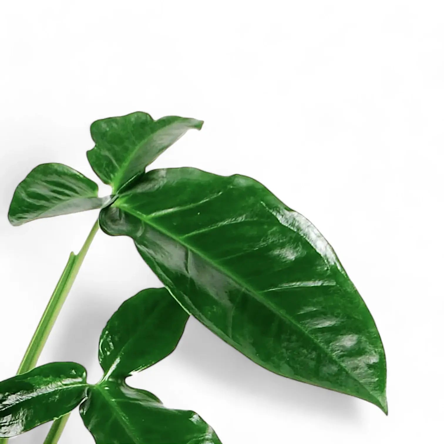 Syngonium podophyllum âTrileaf Wonder' â Blattdetail vor weiĂem Hintergrund..