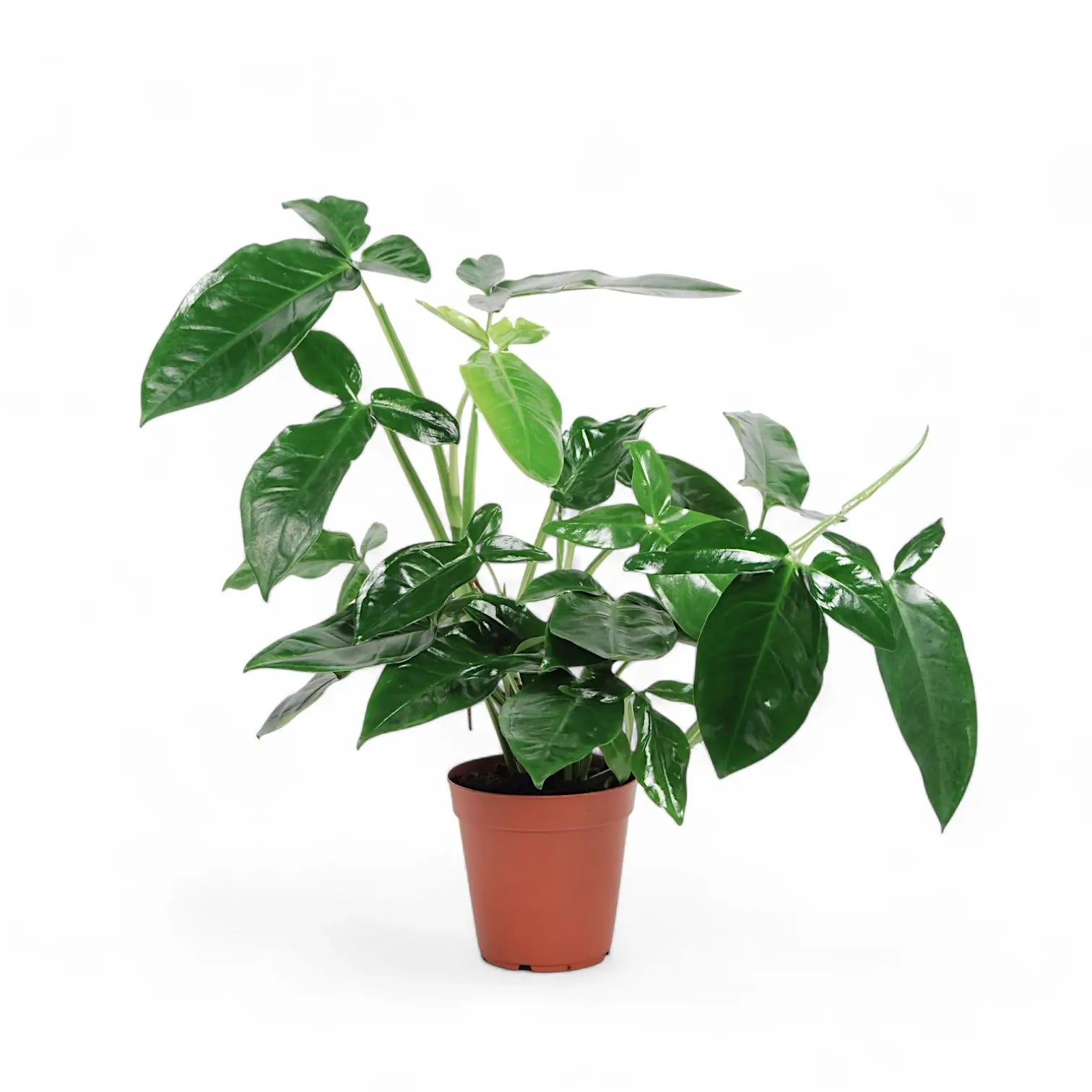 Syngonium podophyllum âTrileaf Wonder' Zimmerpflanze im Anzuchttopf vor weiĂem Hintergrund, Produktfoto 3.