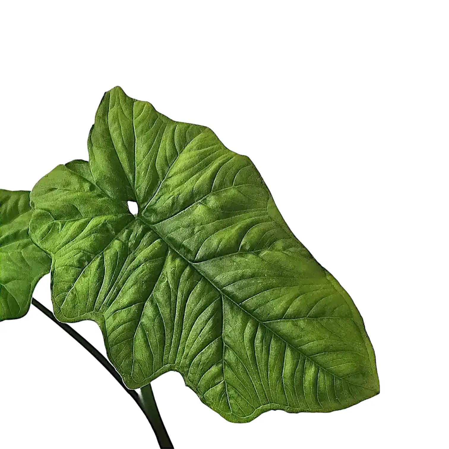 Syngonium steyermarkii – Blattdetail vor weißem Hintergrund..