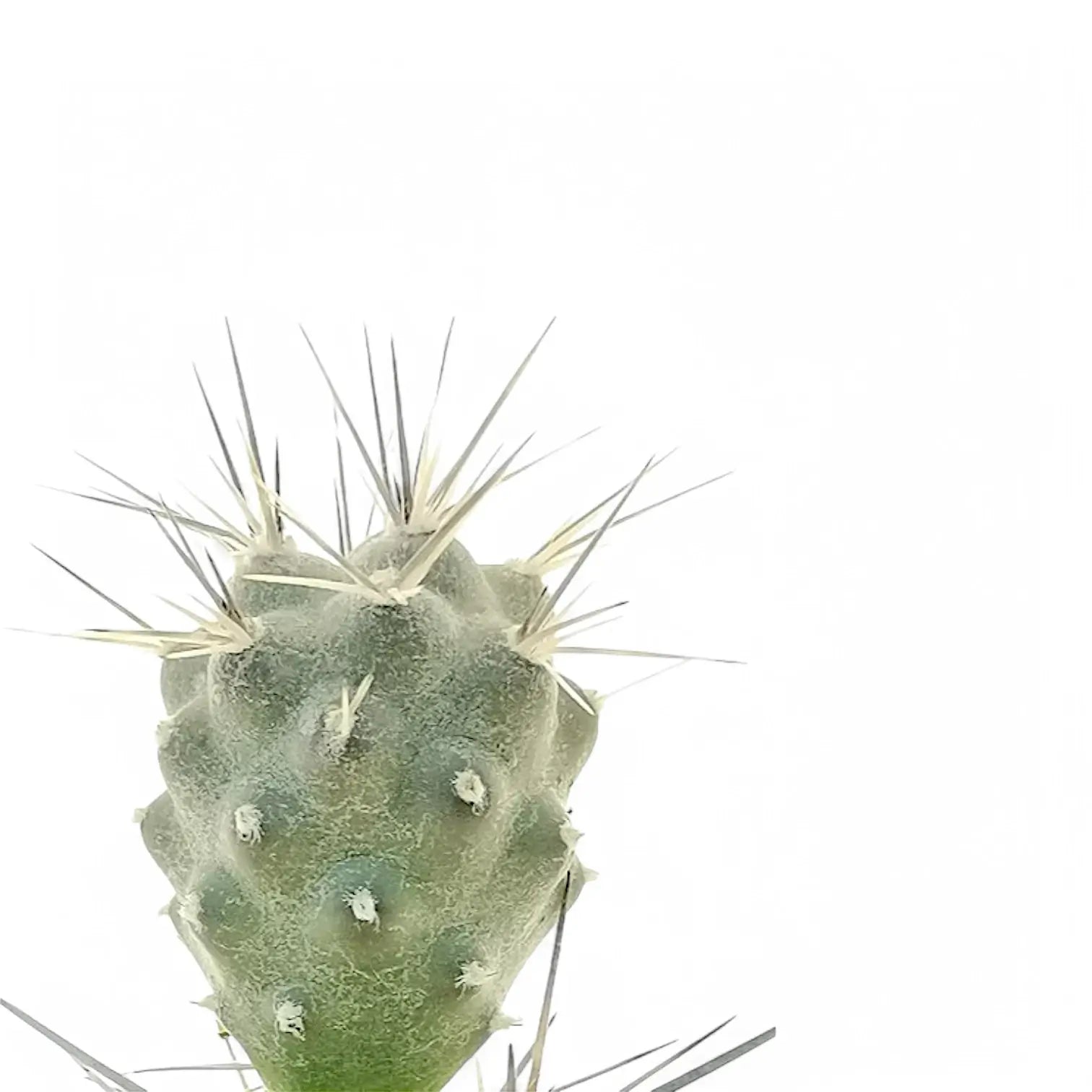 Tephrocactus alexanderi leaf close-up on white background.