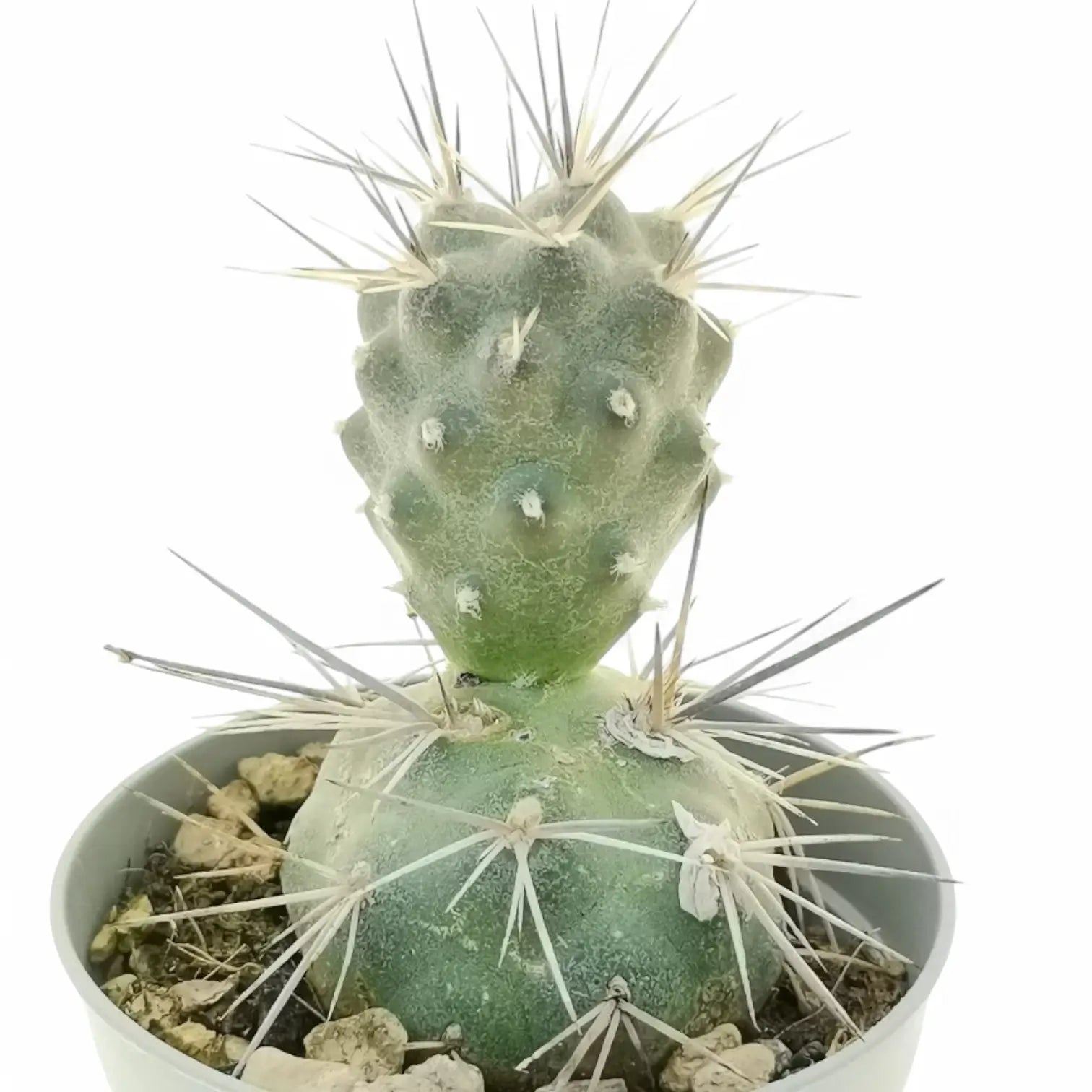 Tephrocactus alexanderi potted houseplant in nursery pot on white background, product photo 3.