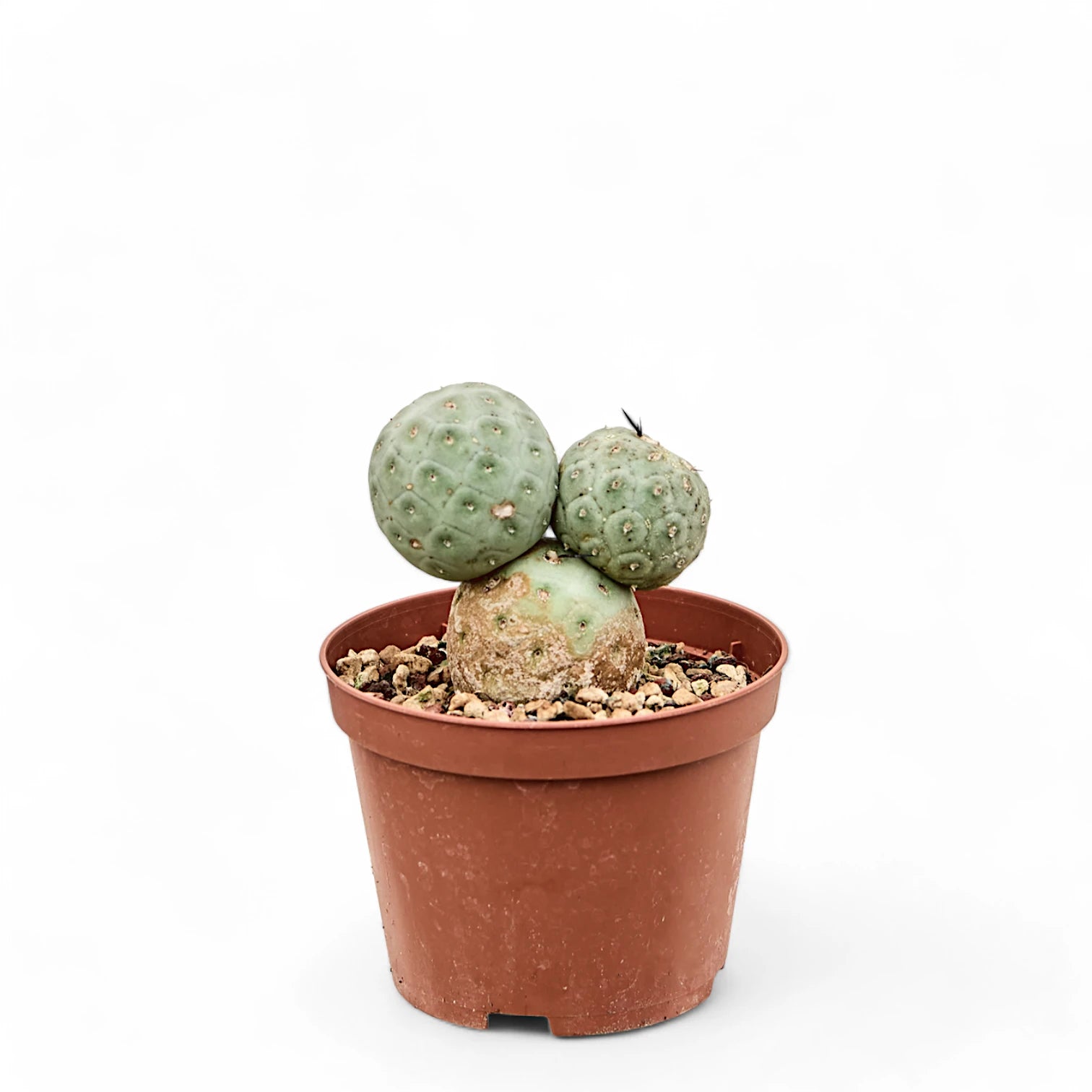Tephrocactus geometricus Zimmerpflanze im Anzuchttopf vor weiĂźem Hintergrund, Produktfoto 4.