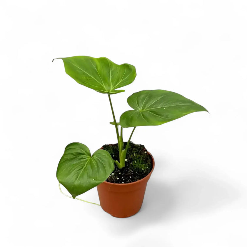Thaumatophyllum 'African fantasy' ('Philodendron Angela') potted houseplant in nursery pot on white background, product photo 2.