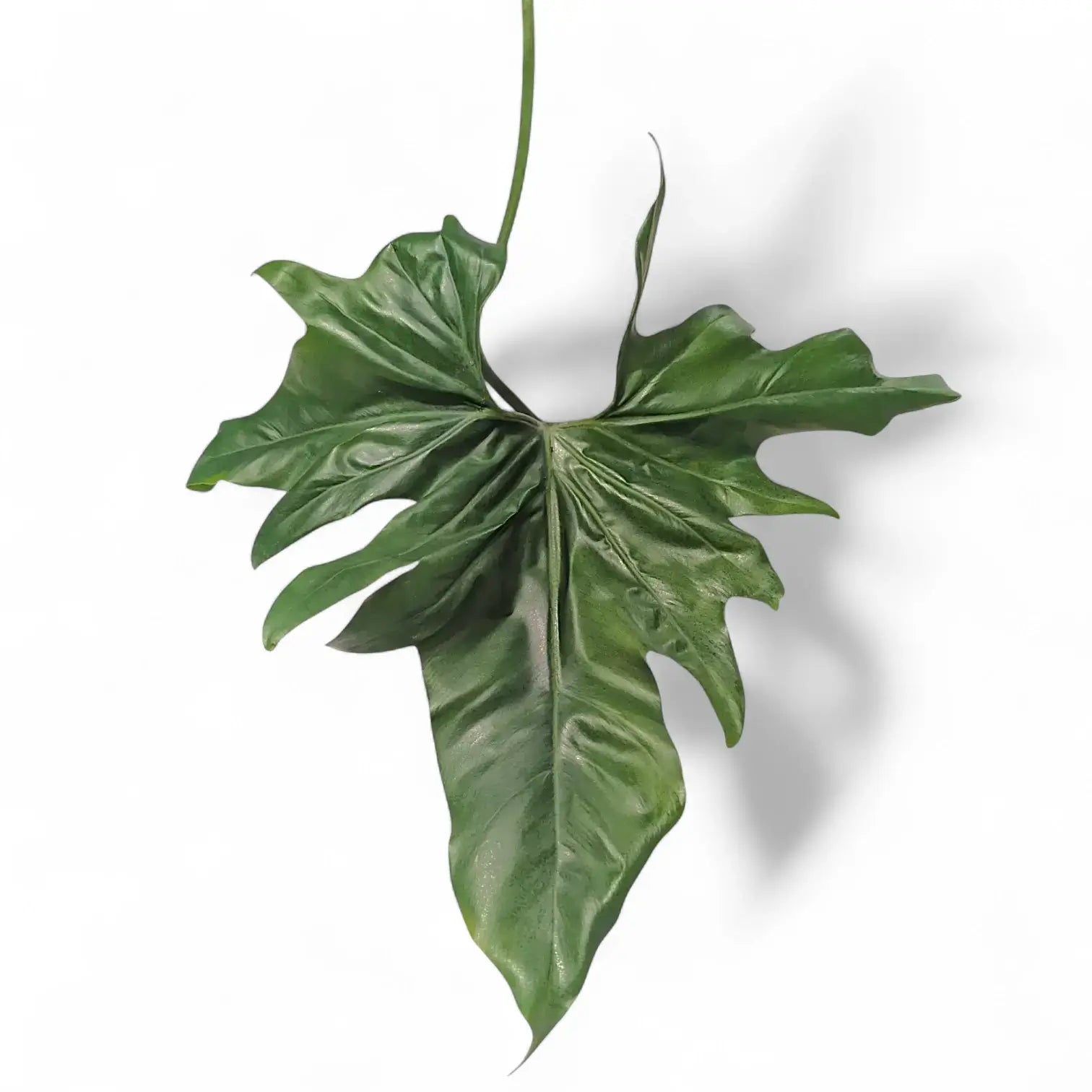 Thaumatophyllum 'African fantasy' ('Philodendron Angela') Zimmerpflanze im Anzuchttopf vor weiĂźem Hintergrund, Produktfoto 3.