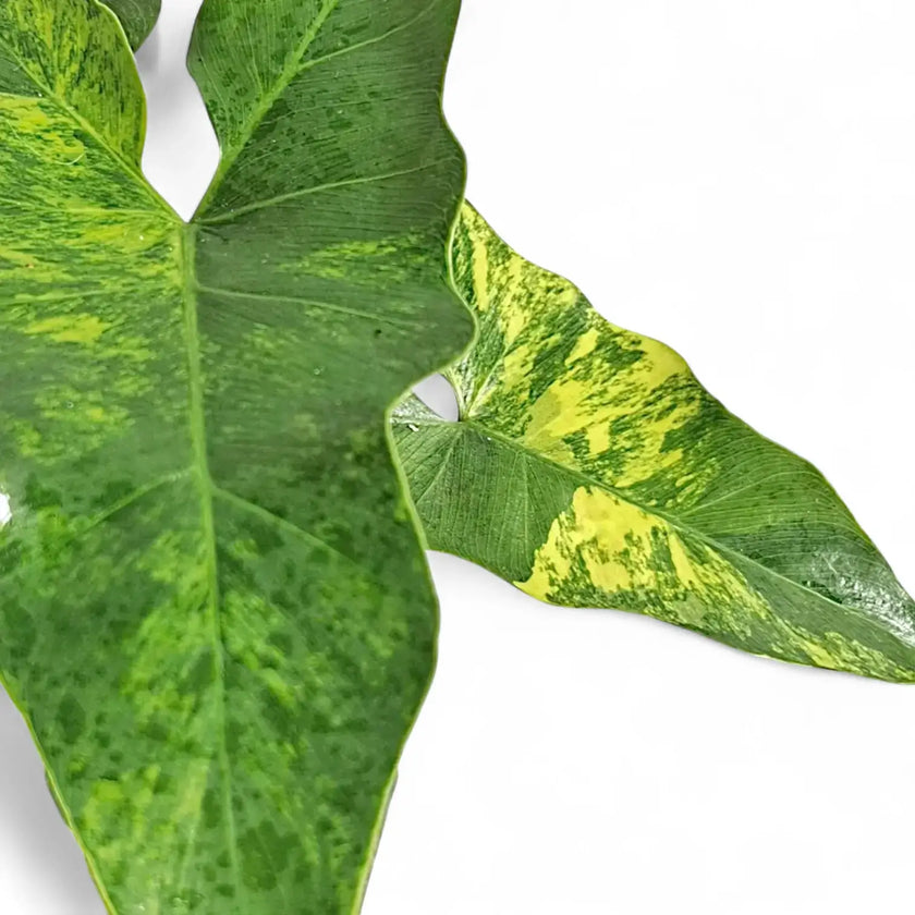 Thaumatophyllum X stenolobum variegata leaf close-up on white background.