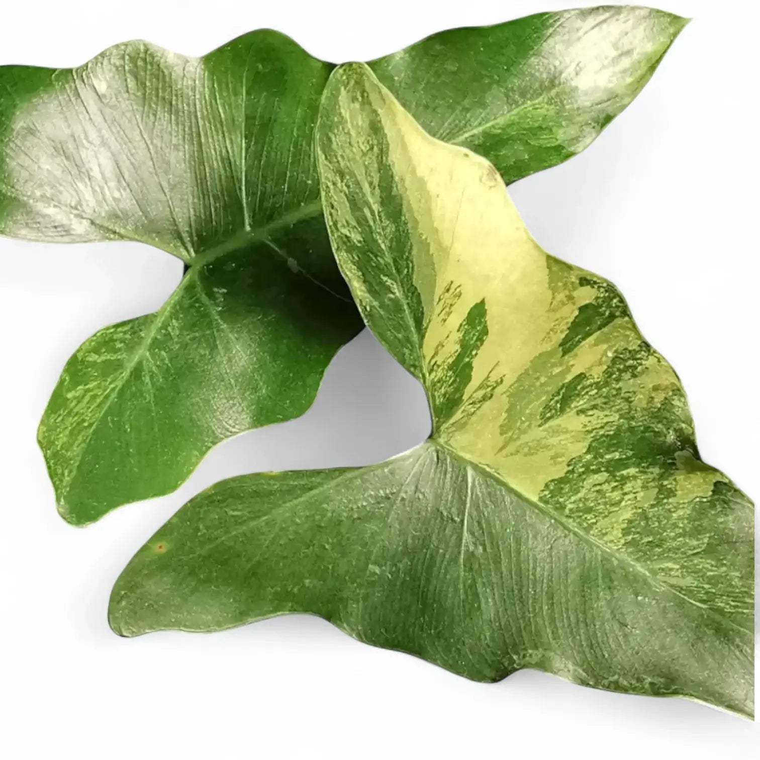 Thaumatophyllum X stenolobum variegata Zimmerpflanze im Anzuchttopf vor weiĂźem Hintergrund, Produktfoto 2.