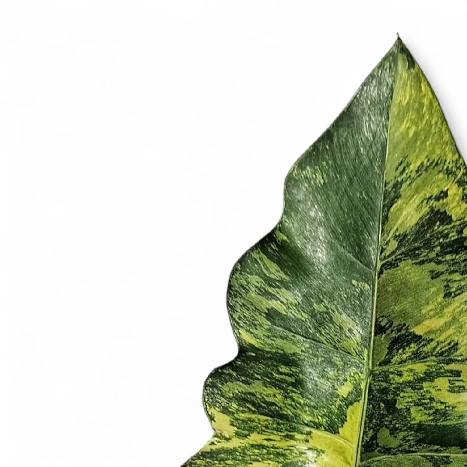 Thaumatophyllum X stenolobum variegata Zimmerpflanze im Anzuchttopf vor weiĂźem Hintergrund, Produktfoto 3.