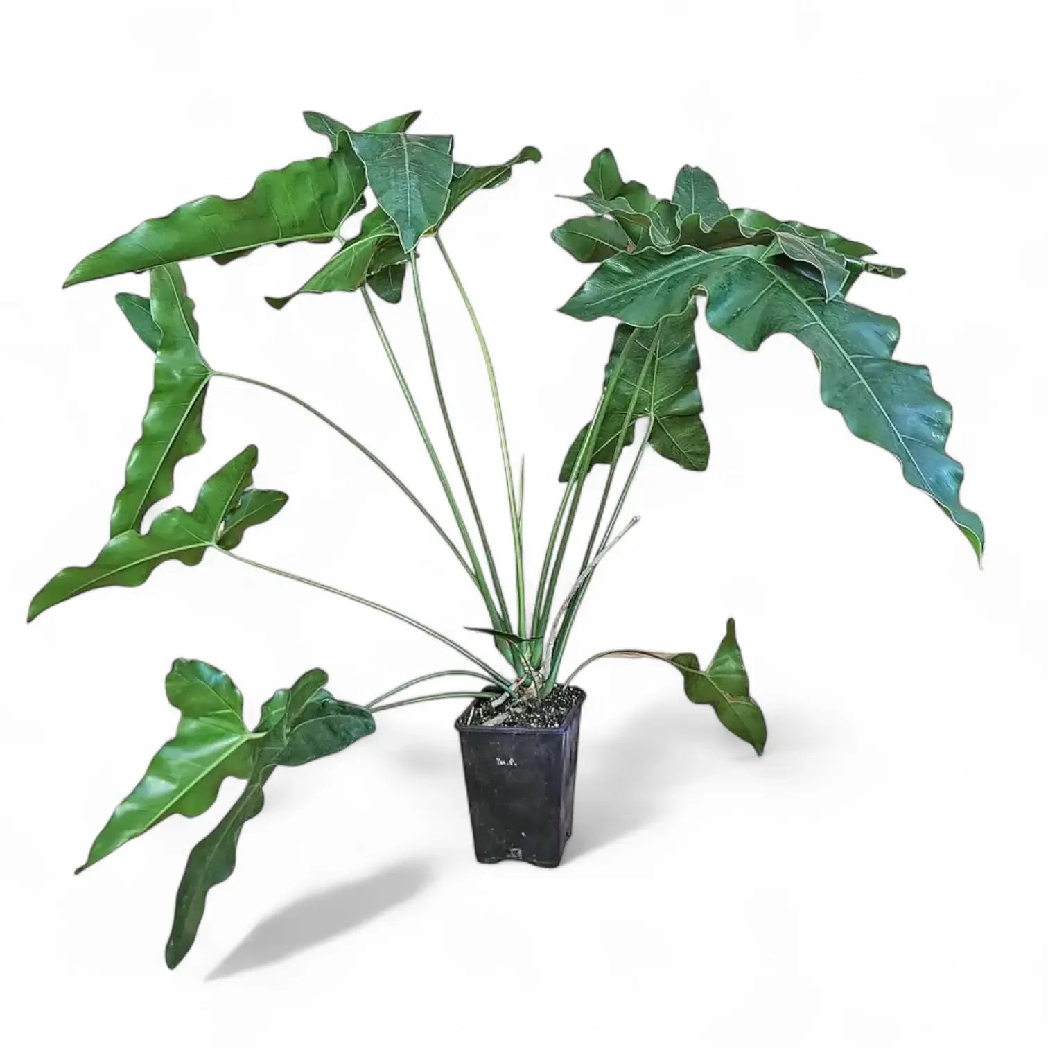 Thaumatophyllum stenolobum Zimmerpflanze im Anzuchttopf vor weiĂźem Hintergrund, Produktfoto 3.