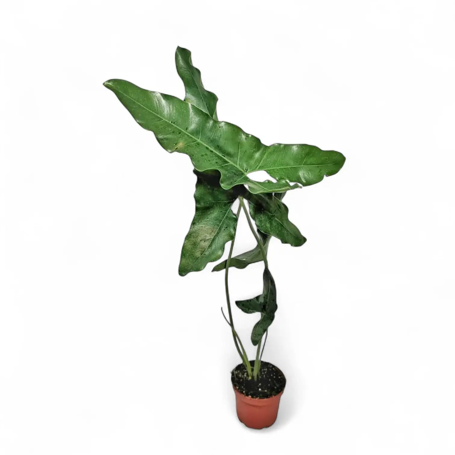 Thaumatophyllum stenolobum Zimmerpflanze im Anzuchttopf vor weiĂźem Hintergrund, Produktfoto 4.