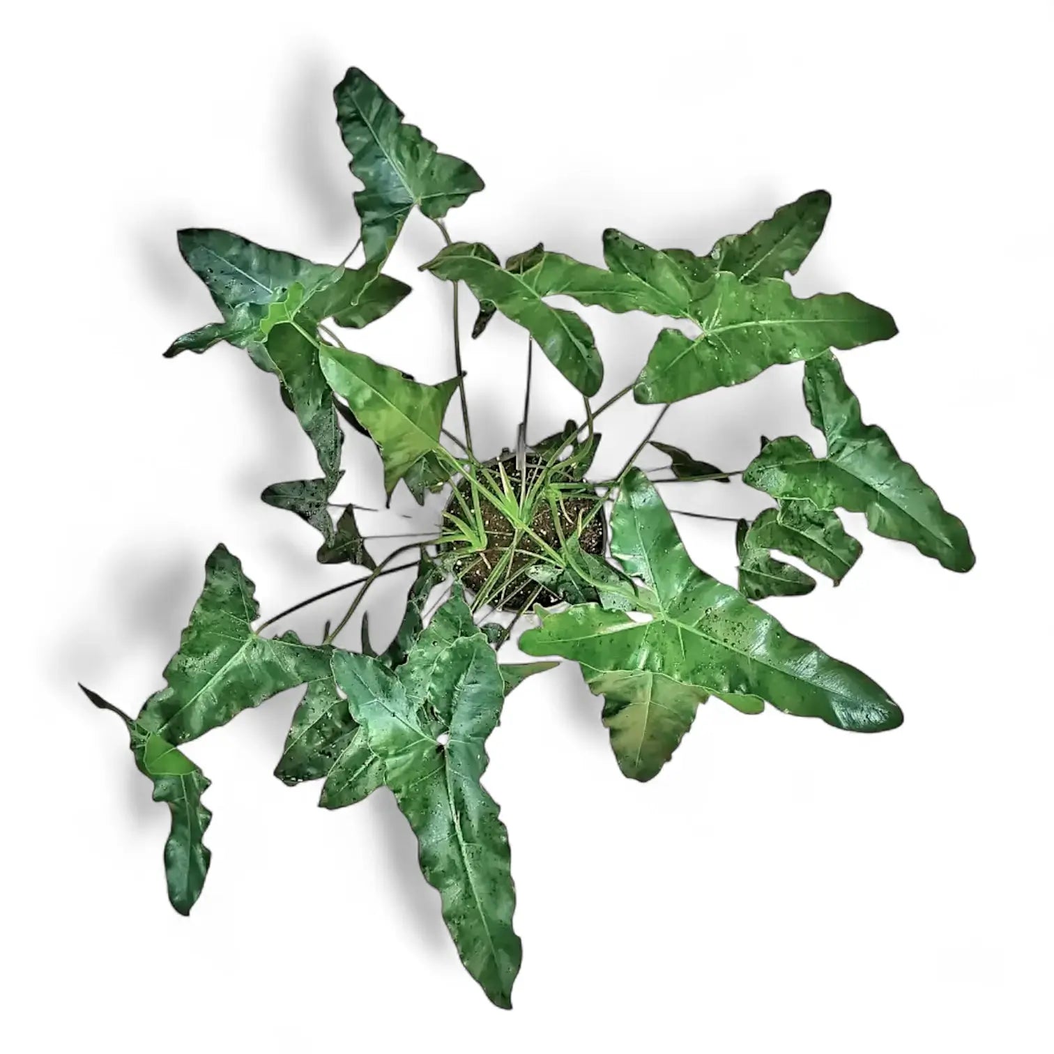 Thaumatophyllum stenolobum Zimmerpflanze im Anzuchttopf vor weiĂźem Hintergrund, Produktfoto 5.