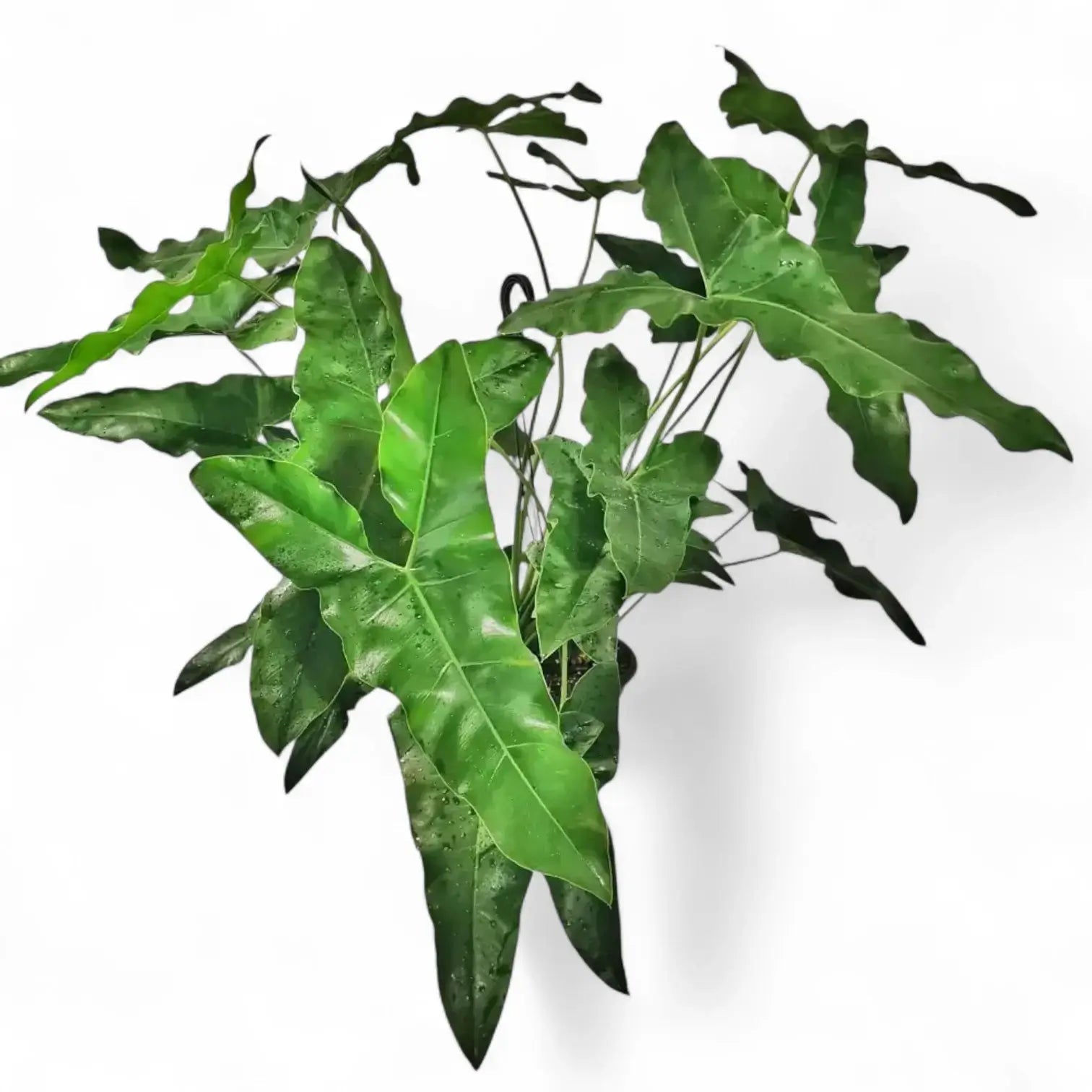 Thaumatophyllum stenolobum Zimmerpflanze im Anzuchttopf vor weiĂźem Hintergrund, Produktfoto 6.