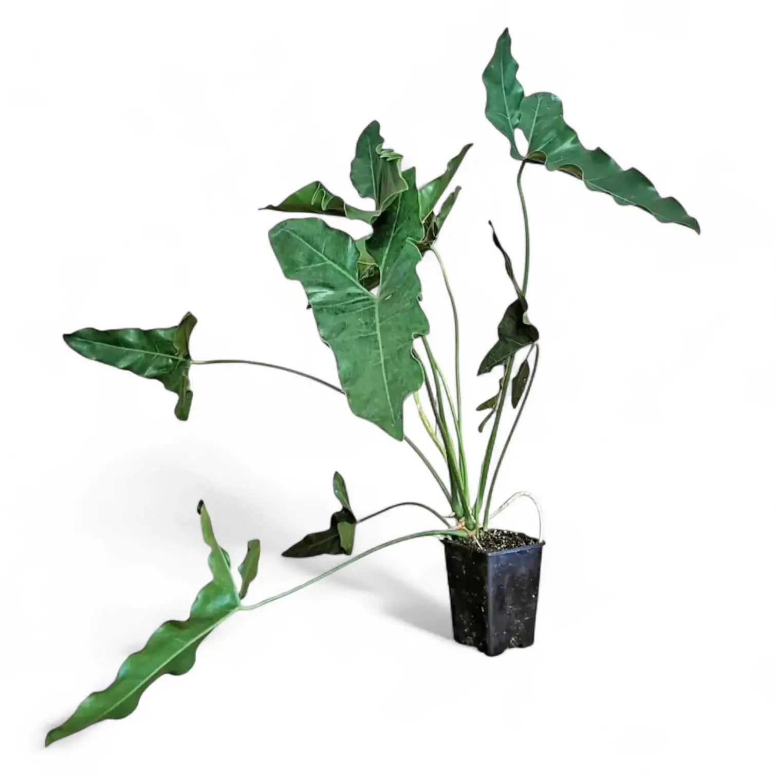 Thaumatophyllum stenolobum Zimmerpflanze im Anzuchttopf vor weiĂźem Hintergrund, Produktfoto 7.